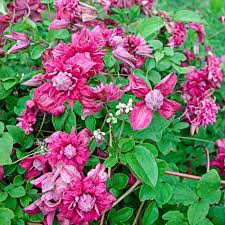 Image result for Clematis pulchra