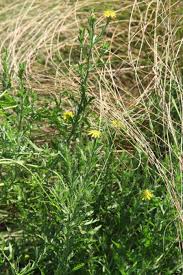 Image result for Osteospermum muricatum