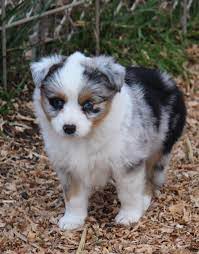Blue merles ( male & female), female red merle, female black bi and. Mini Aussies Oregon City Shepherd Portland Sale Breeder Puppies