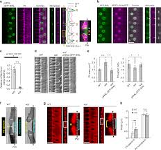 Check spelling or type a new query. A Rho Actin Signaling Pathway Shapes Cell Wall Boundaries In Arabidopsis Xylem Vessels Nature Communications