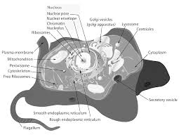 The parts of an animal cell have distinct functions. Animal Cell Structure