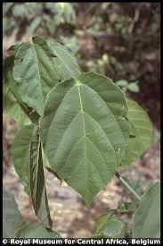 Image result for Alchornea cordifolia