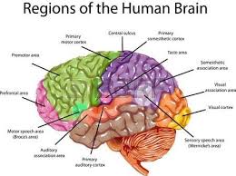 What are the layers of the brain? Human Brain Regions Illustration Of Regions In Human Brain Brain Images Brain Anatomy Human Brain Anatomy