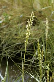 Image result for Agrostis quinqueseta