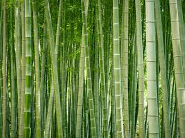 Mar 03, 2020 · planting download article 1. Bamboo Control How To Get Rid Of Bamboo