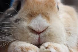 Rabbit Greeting Card Featuring Original Rabbit Photo Perfect Etsy Rabbit Photos Coaster Gift Set Bunny Lovers