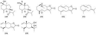 Image result for Vepris sansibarensis