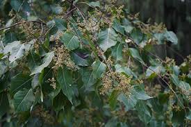 Image result for Homalium