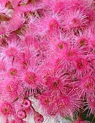 Check spelling or type a new query. Native Trees Plants Plus Cumberland Forest