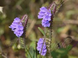 Image result for Rungia