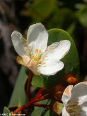 Image result for Triaspis dumeticola