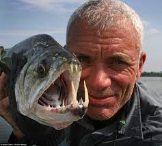 River monsters broadcasts on animal planet in the us, itv and. Payara River Monsters Wiki Fandom