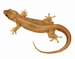 Dr varanya nganthavee, 25, terkejut selepas menemukan haiwan tersebut di dalam telinga pesakitnya pada hari pertama dia bertugas di hospital rajavithi di bangkok pada isnin lalu. Petua Berkesan Elak Cicak Bersarang Di Rumah Ceriasihat