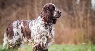 3 girls and 2 boys born september 15th. English Springer Spaniels Near Me