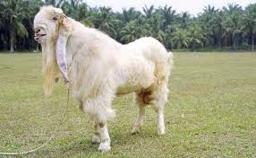 Ada 2 jenis pek percubaan iaitu. Panduan Ternak Kambing Pemula Modal Hanya Rp9 Juta Rumah123 Com