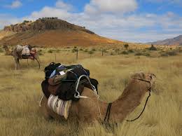 Did you see this latest memo? Camels Trek In The Texas Desert Just Like Old Times Npr