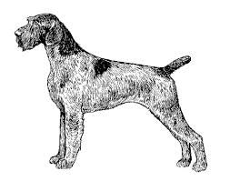 Loyal and affectionate, the german wirehaired pointer craves human companionship and bonds closely with its people. a high energy and high drive breed, the wirehair must receive regular exercise or have a job to do; Breed Standards German Wirehaired Pointer United Kennel Club Ukc