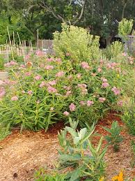 We did not find results for: Swamp Milkweed Asclepias Incarnata Detroit Abloom
