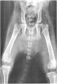 Mobility problems in cats are obvious. Ventrodorsal Radiograph Pelvis And Legs 4 Month Old Cat Femoral Download Scientific Diagram