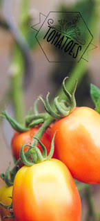 Determinate, 73 days from transplant. Big Beef Hybrid Tomato 100 Pieces Bag Seeds Large Extra Meaty Extra Tasty New S Other Seeds Bulbs Home Garden Worldenergy Ae