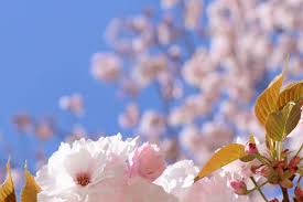 As well as an array of styles and colors. Cherry Blossoms Japan National Tourism Organization