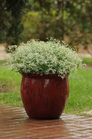 Image result for Euphorbia graminea