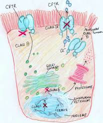 The mutation occurring in around 10% of patients cystic fibrosis is caused by a mutation in a gene called cystic fibrosis transmembrane conductance regulator (cftr). Cystic Fibrosis Transmembrane Conductance Regulator Cftr Gene Download Scientific Diagram