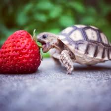 Adorable Turtle Turtle Tries To Eat Strawberry Trisha This Ones For You Turtle Baby Turtles Cute Animals Cute Baby Animals