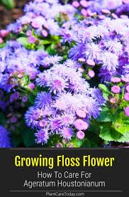 Pin On Best Of Plantcaretoday