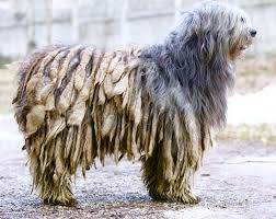 The Bergamasco Originated In The Italian Alps Near Bergamo Where It Was Originally Used As A Herding Dog It S Highly Matted Coat Forms Felts Or Ci Anjing Bulu