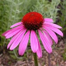 Echinacea Purpurea Evening Glow Kiefer Nursery Trees Shrubs Perennials