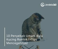 Kebutuhan hormon ini sendiri dapat. 10 Penyebab Umum Bulu Kucing Rontok Tips Mencegahnya