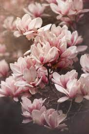Ethereal Magnolia Flower Art Flower Aesthetic Nature Photography Flowers Flowers Photography