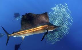 Image result for the sailfish