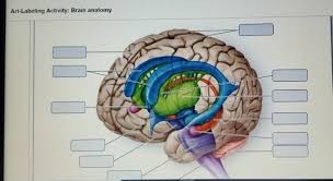 We will use labeled diagrams and lateral views of the brain to learn the anatomy, boundaries, and locations of each ventricle. Art Labeling Activity Brain Anatomy Chegg Com