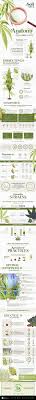 It can also help to uplift and elate, making it a great choice for those with depression or anxiety. The Anatomy Of A Cannabis Plant And Its Lifecycle