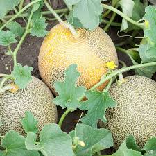 The thick, firm, flesh is delicious right down to the rind. Melon Ambrosia Cantaloupe Green Acres Nursery Supply