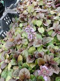 Ajuga Reptans Braunherz Rotblattriger Garten Gunsel Bodendeckerstauden Stauden Baumschule New Garden Bepflanzung Stauden Bodendecker