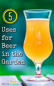 Beer as a lawn spot fertilizer just collect any dregs in a plastic gallon jug; 5 Uses For Beer In The Garden Mom Foodie