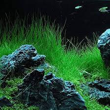Dwarf Hairgrass Complete Care Guide: Plant Information And Owner'S Guide -  Everything Fishkeeping