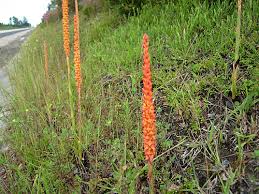 Image result for Disa cryptantha