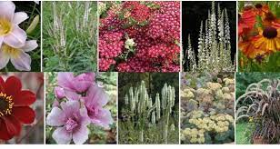 What flowers grow in full sun? Top 10 Plants To Add Colour In August Robert Kennet Garden Designer
