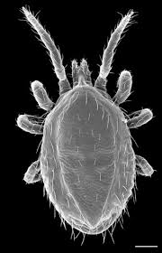 Commensalism is a symbiotic relationship where one organism consumes the unused food of another, but does no harm to its host. Mites And Birds Diversity Parasitism And Coevolution Trends In Ecology Evolution