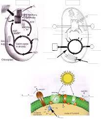 It is extremely important to know the meaning and process of photosynthesis, irrespective of the fact that whether it the part of one's curriculum or not. Photosynthesis Diagrams Worksheet Home Biology Diagrams Photosynthesis Diagrams Worksheet Part I In The Diagram Below Label Parts A L Next To The Words In The Structures Pdf Document