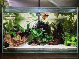 Latest Scape At Its Peak Plantedtank Planted Aquarium Aquarium Scape