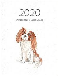 2020 cavalier king charles spaniel dated weekly planner with to do notes dog quotes cavalier king charles spaniel awesome calendar planners for dog owners books topwuff 9781702014496 amazon com books 2020 cavalier king charles spaniel