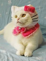 White Cat As Hello Kitty Cats Costume Hello Kitty Costume Pet Halloween Costumes Pet Costumes