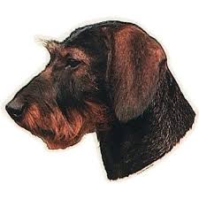 Image result for jezevčík drsnosrstý