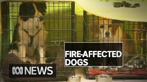 Maybe you would like to learn more about one of these? Australian Animals Are Affected By The Fire So How Do We Help
