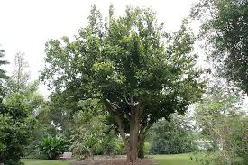 Image result for Syzygium niassense
